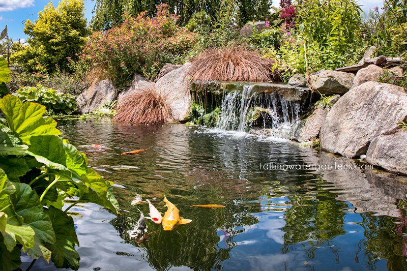 FWG Koi Pond